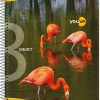 Navneet Youva Spiral Bound 3 Subject Book 20.3x26.7 cm Single Line 150 Pages