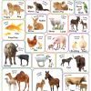 FUNtastic Wall Chart : Domestic And Pet Animals
