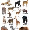 Small Wall Chart : Wild Animals