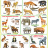 Navneet Big Wall Chart - Wild Animals