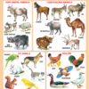 Navneet Big Wall Chart - Domestic & Pet Animals