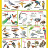 Navneet Big Wall Chart - Birds