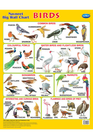 Navneet Big Wall Chart - Birds