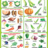 Navneet Big Wall Chart - Vegetables