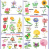 Navneet Big Wall Chart - Flowers