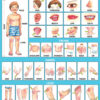Navneet Big Wall Chart - Body Parts