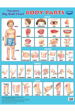 Navneet Big Wall Chart - Body Parts