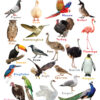 Happy Wall Chart - Birds & The Many Worlds Of Birds